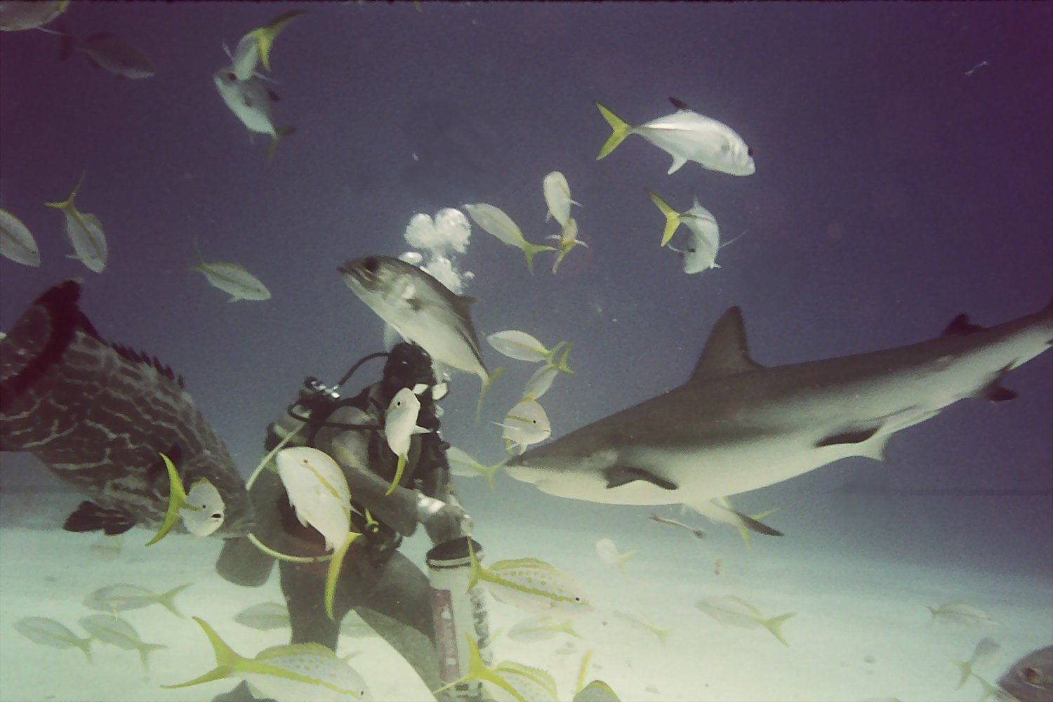 Bahamas Shark Feeding