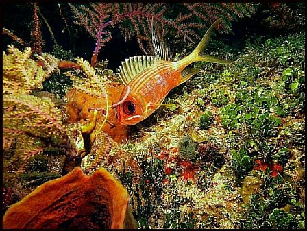 Bahamas Squirrel Fish