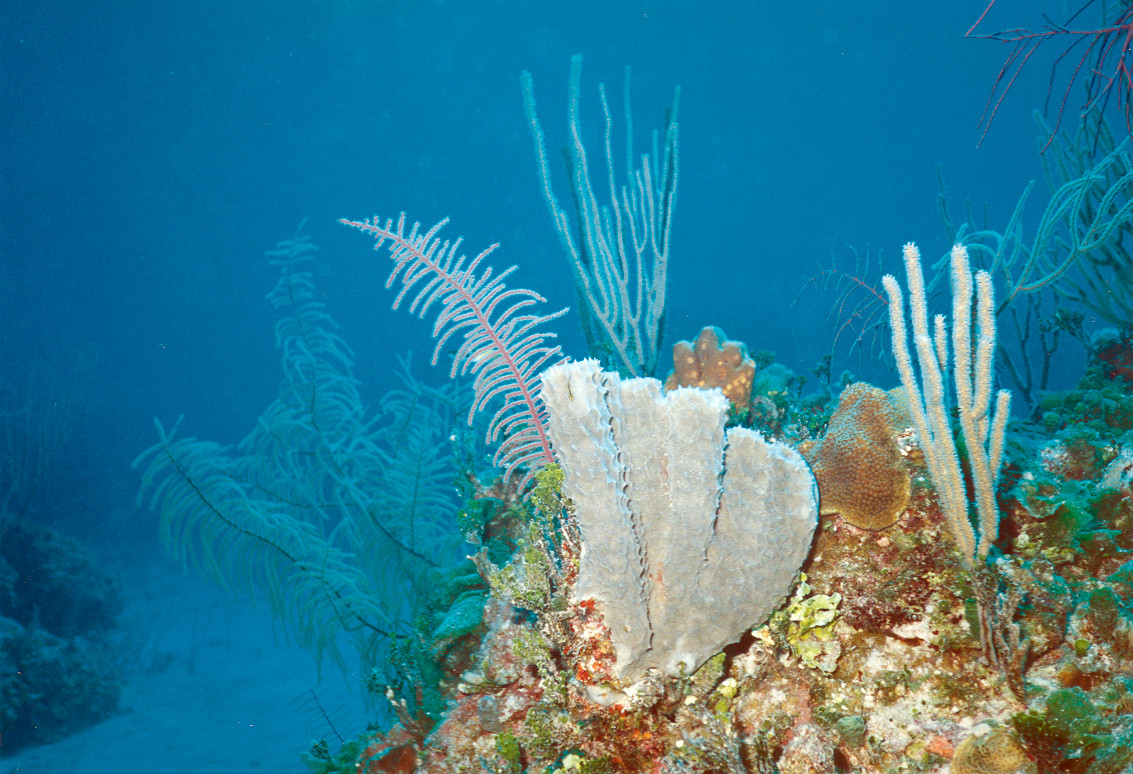 bahamas - Tube Sponge