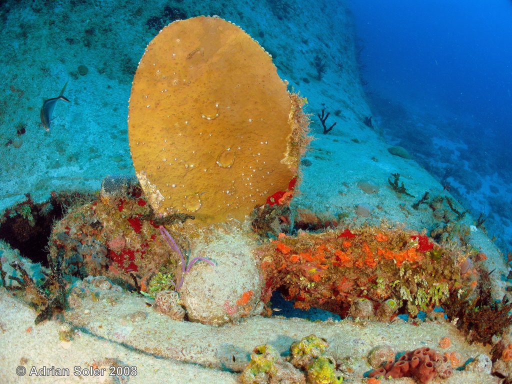 Bahamas Wreck Propelor