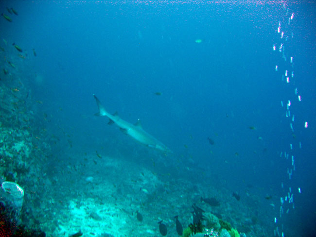 Bahura shark - White tip