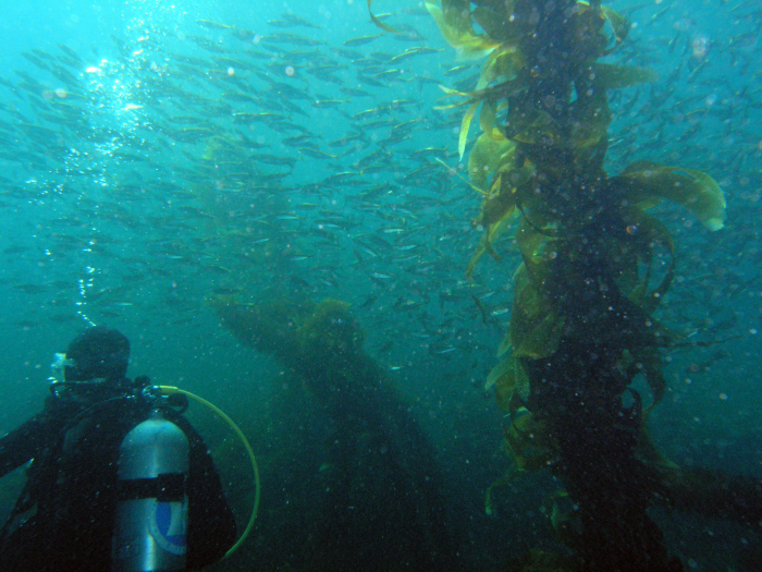 Bait Ball - Catalina