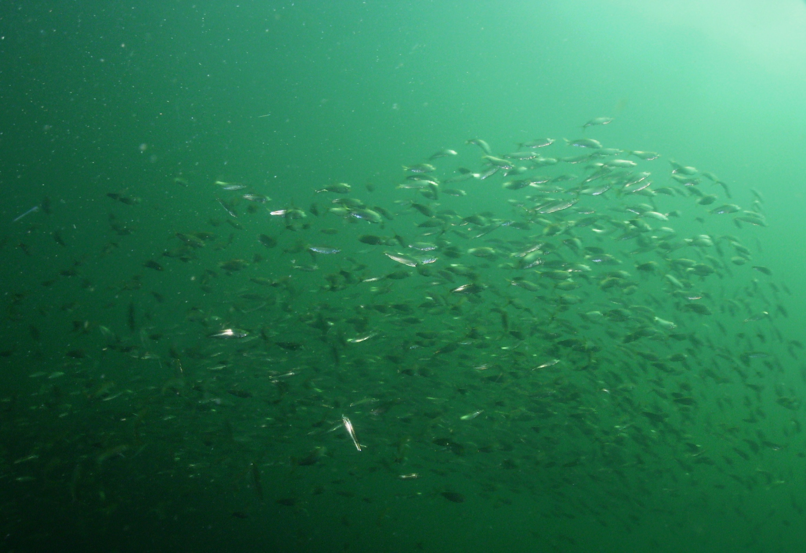 Bait fish at the coal barges off of Gulf Breeze