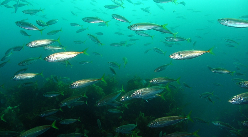 Baitfish