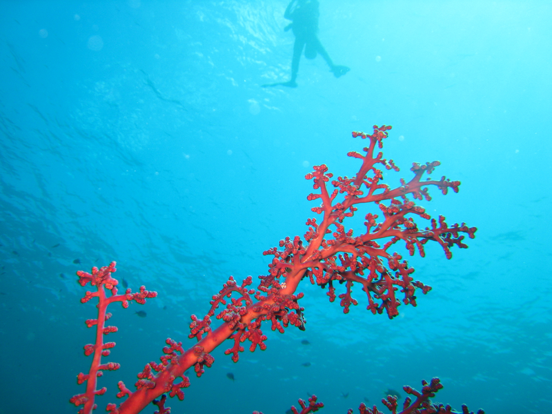 Bali diving -- Menjangan Island and Tulamben