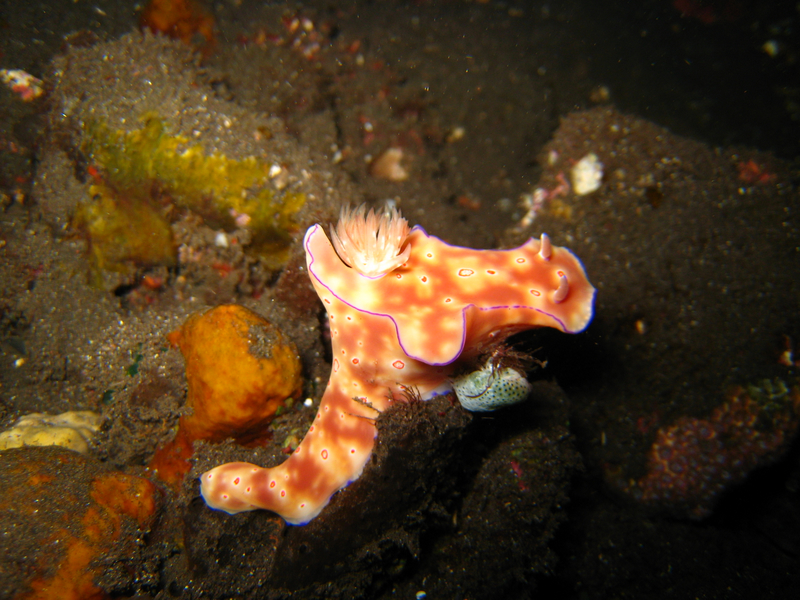 Bali diving -- Menjangan Island and Tulamben