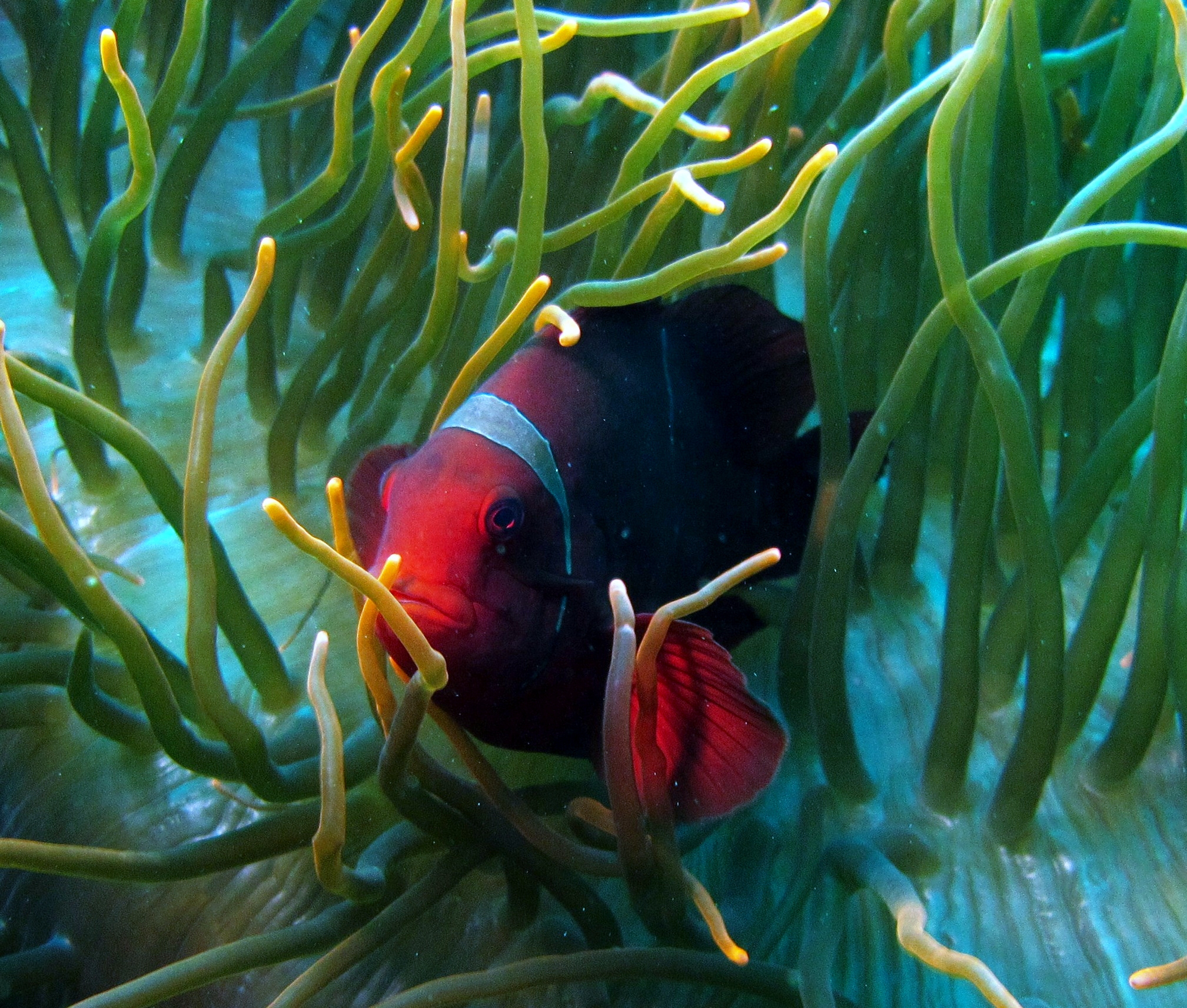 Bali Liberty wreck