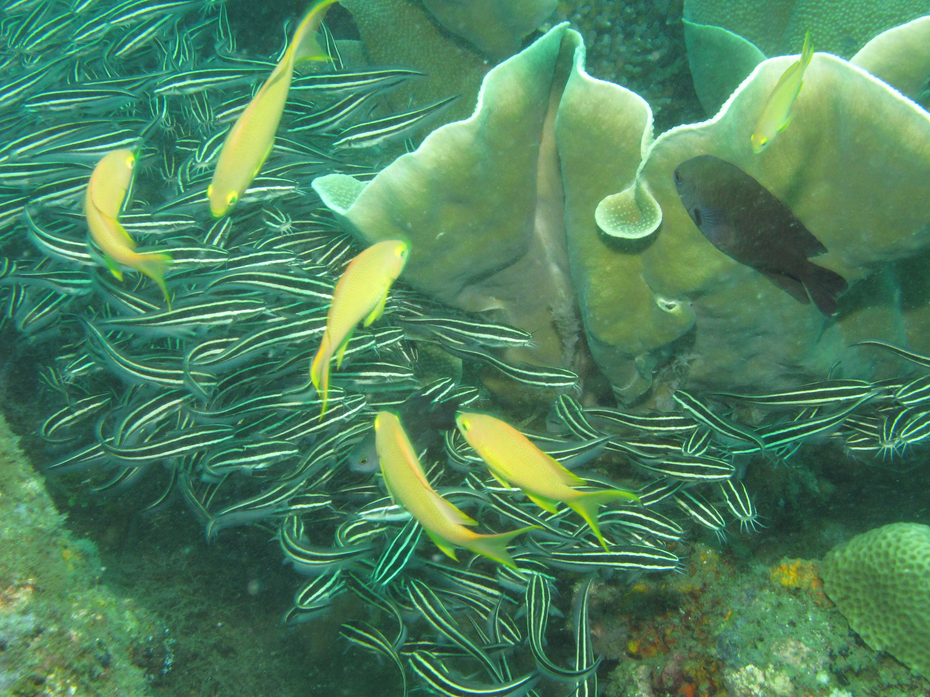 Ball of catfish