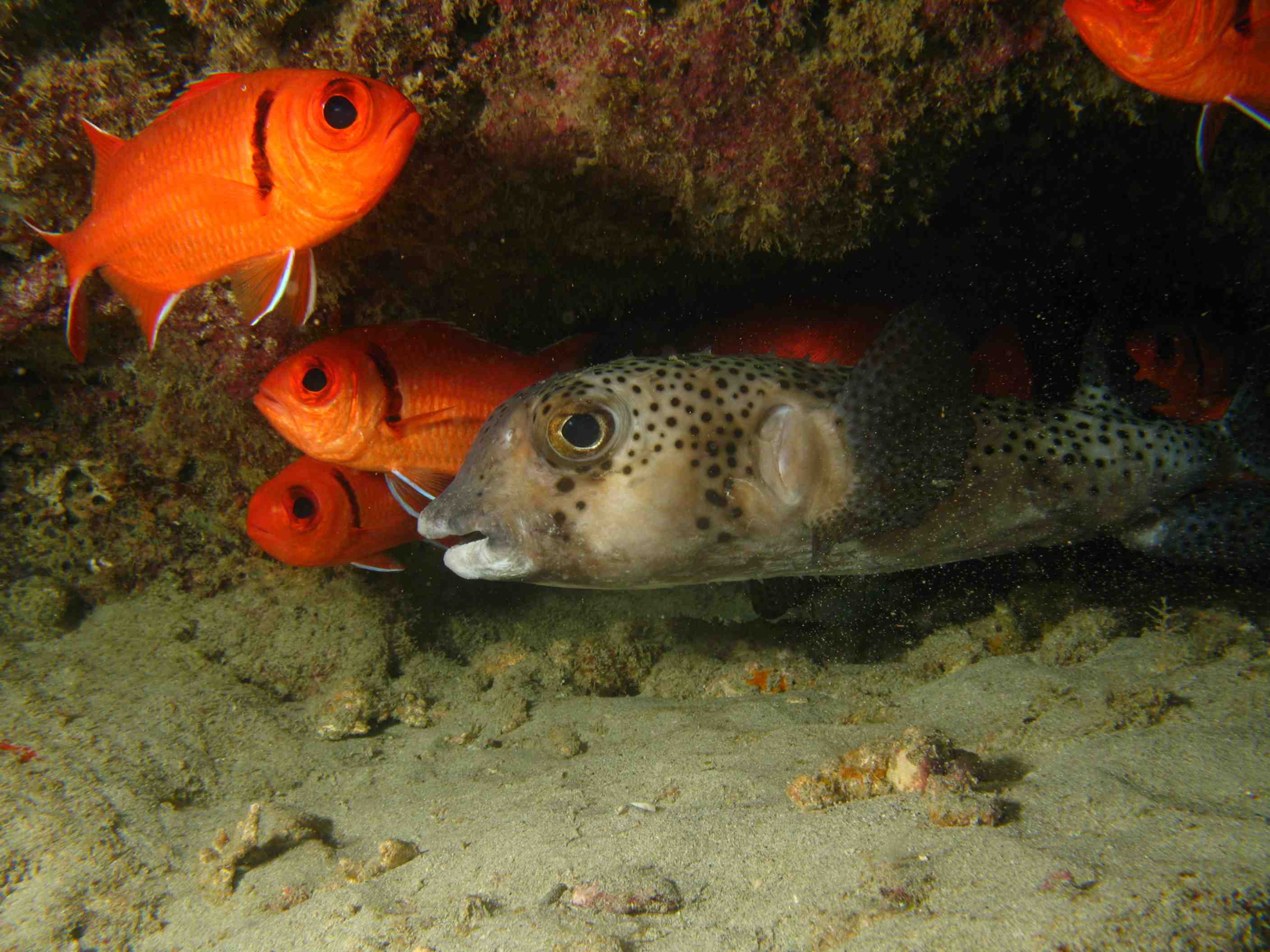 Ballon fish