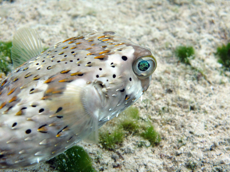 Balloon Fish