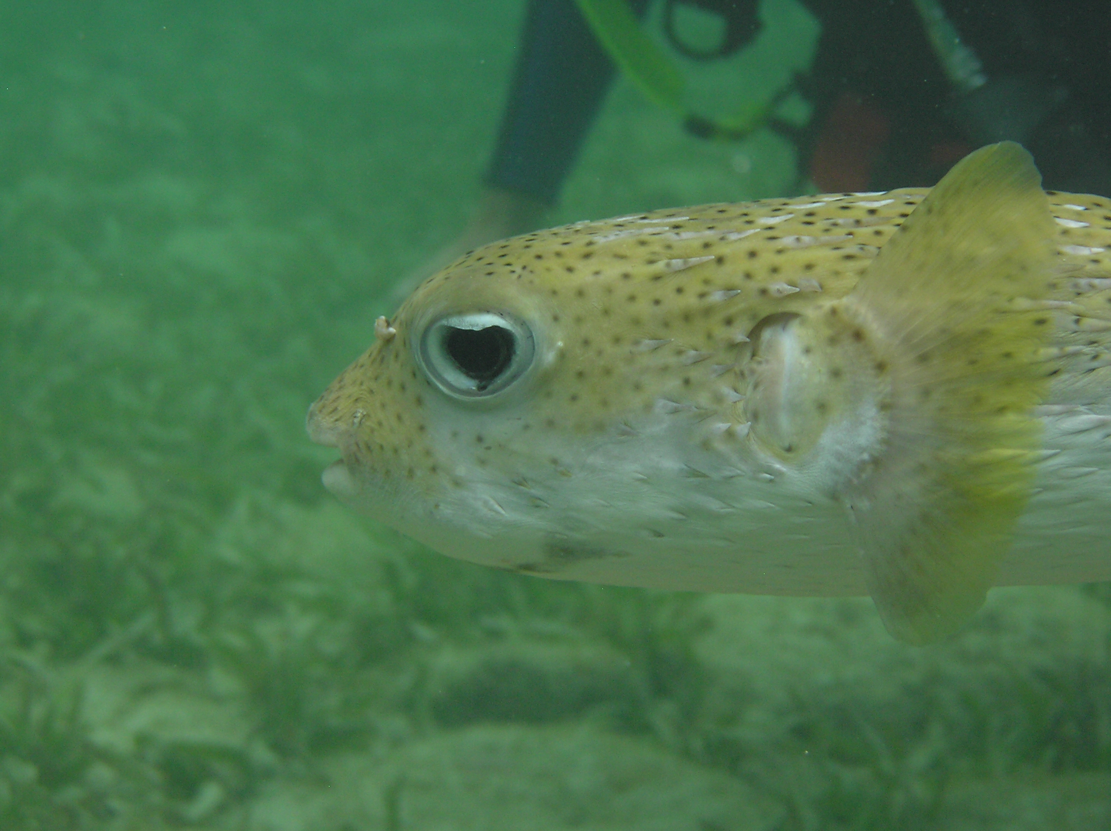 Balloonfish on the way back to CCV