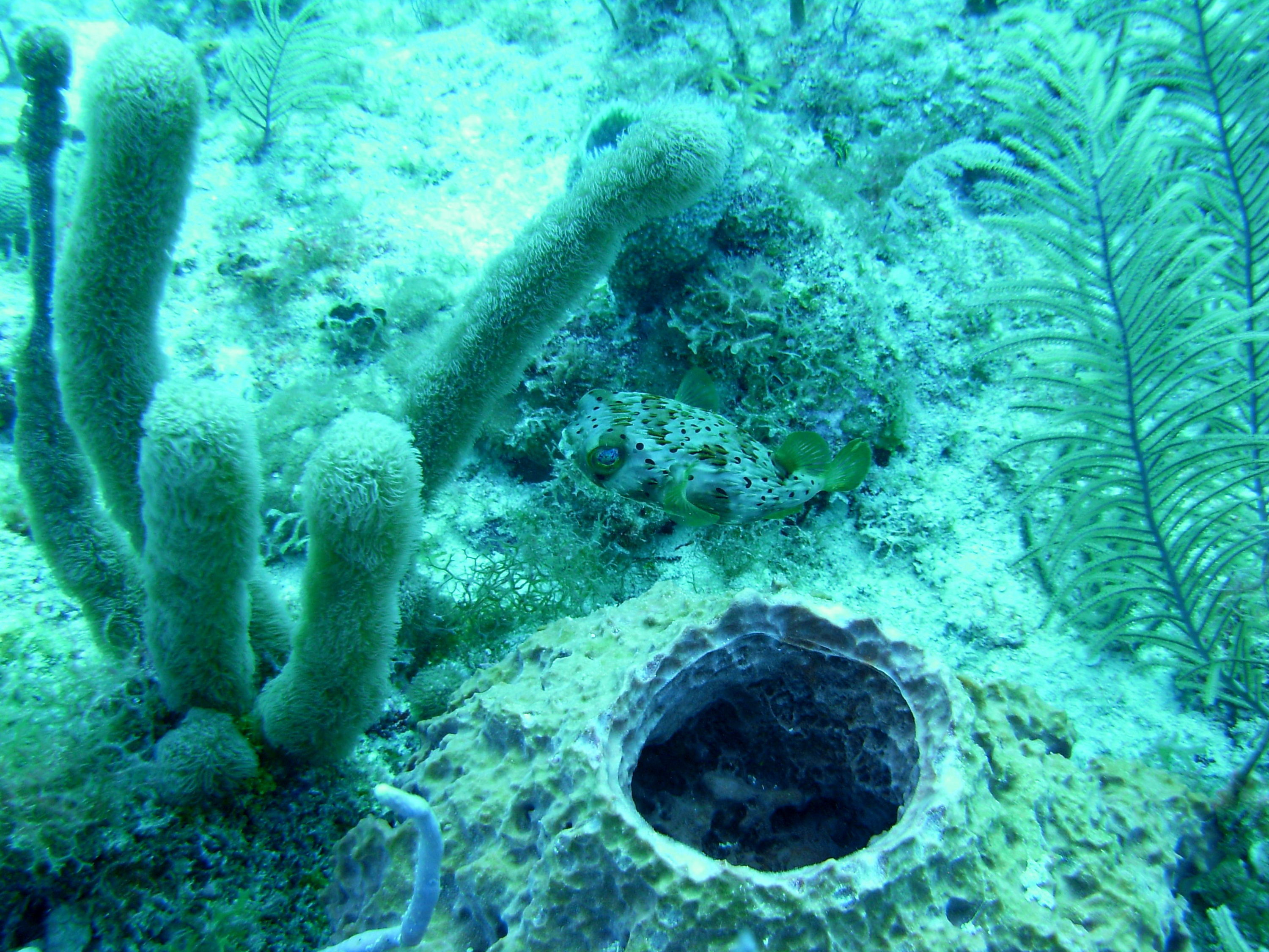 Balloonfish