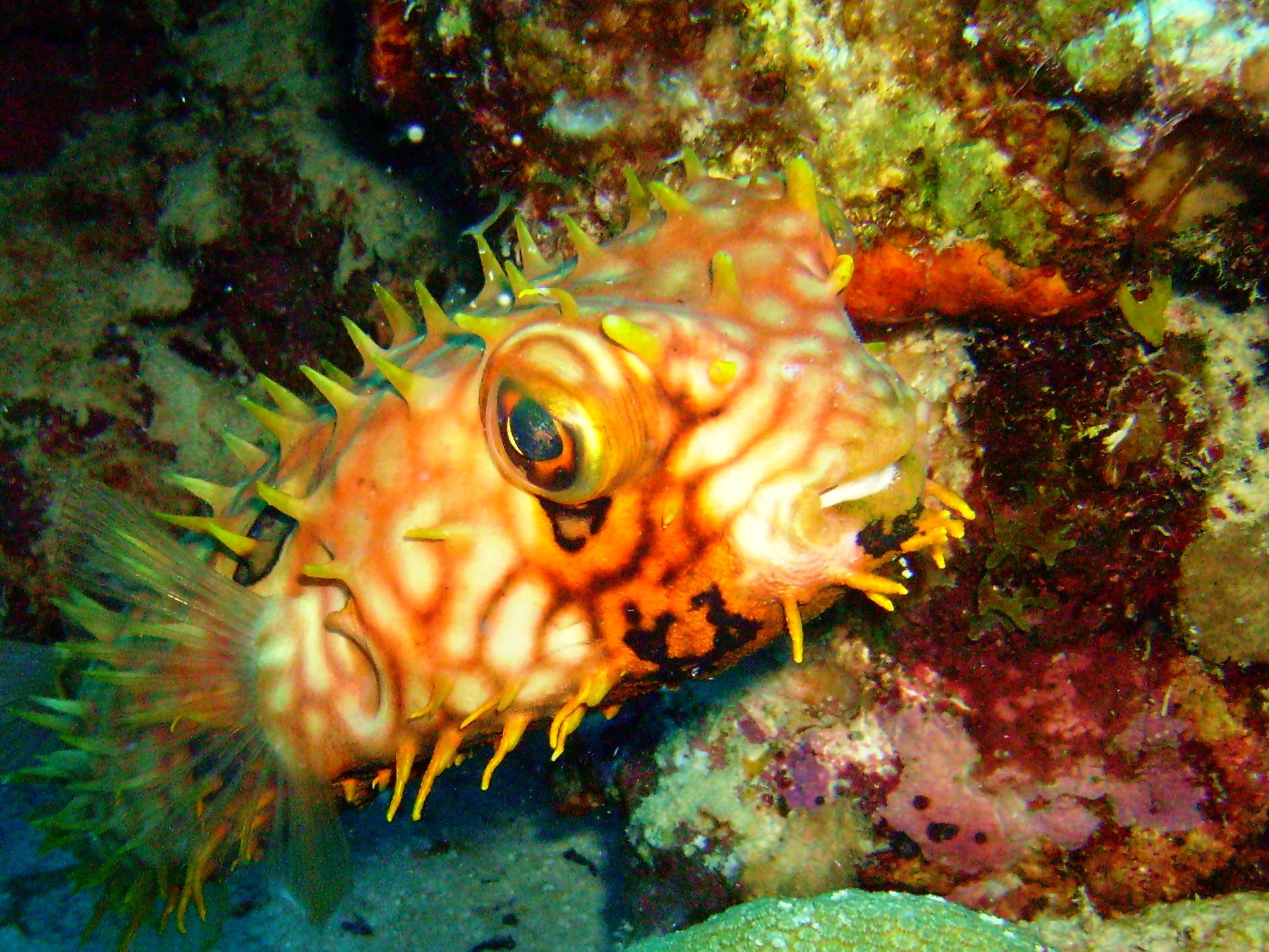 Balloonfish