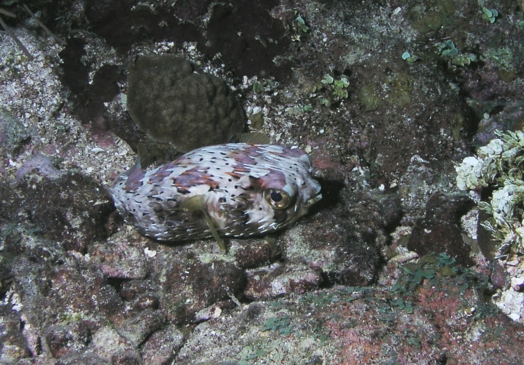 Balloonfish