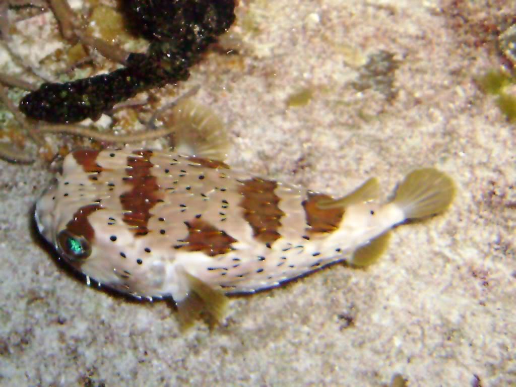 Balloonfish