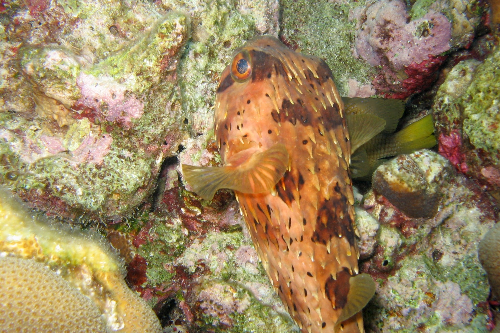 Balloonfish