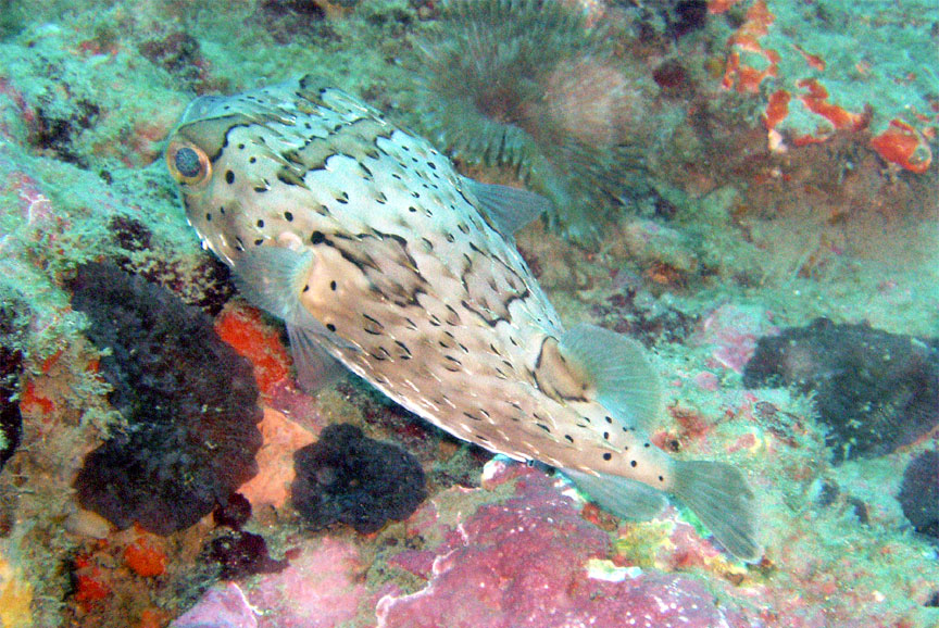 Balloonfish