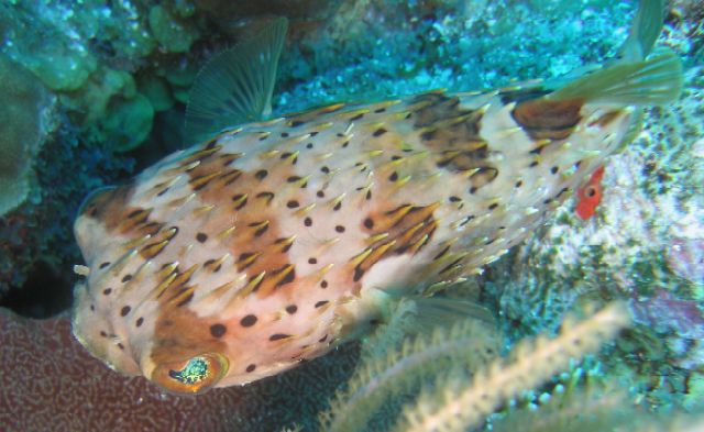 Balloonfish