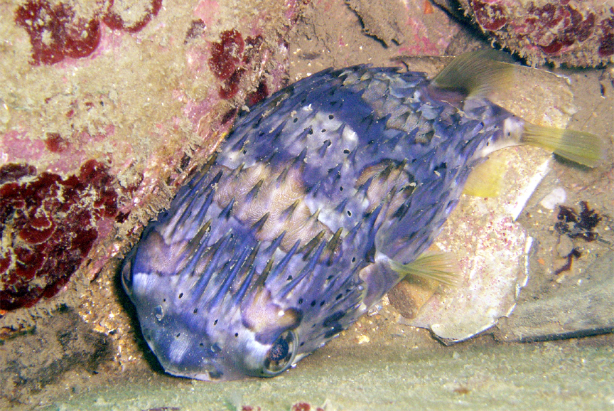 Balloonfish