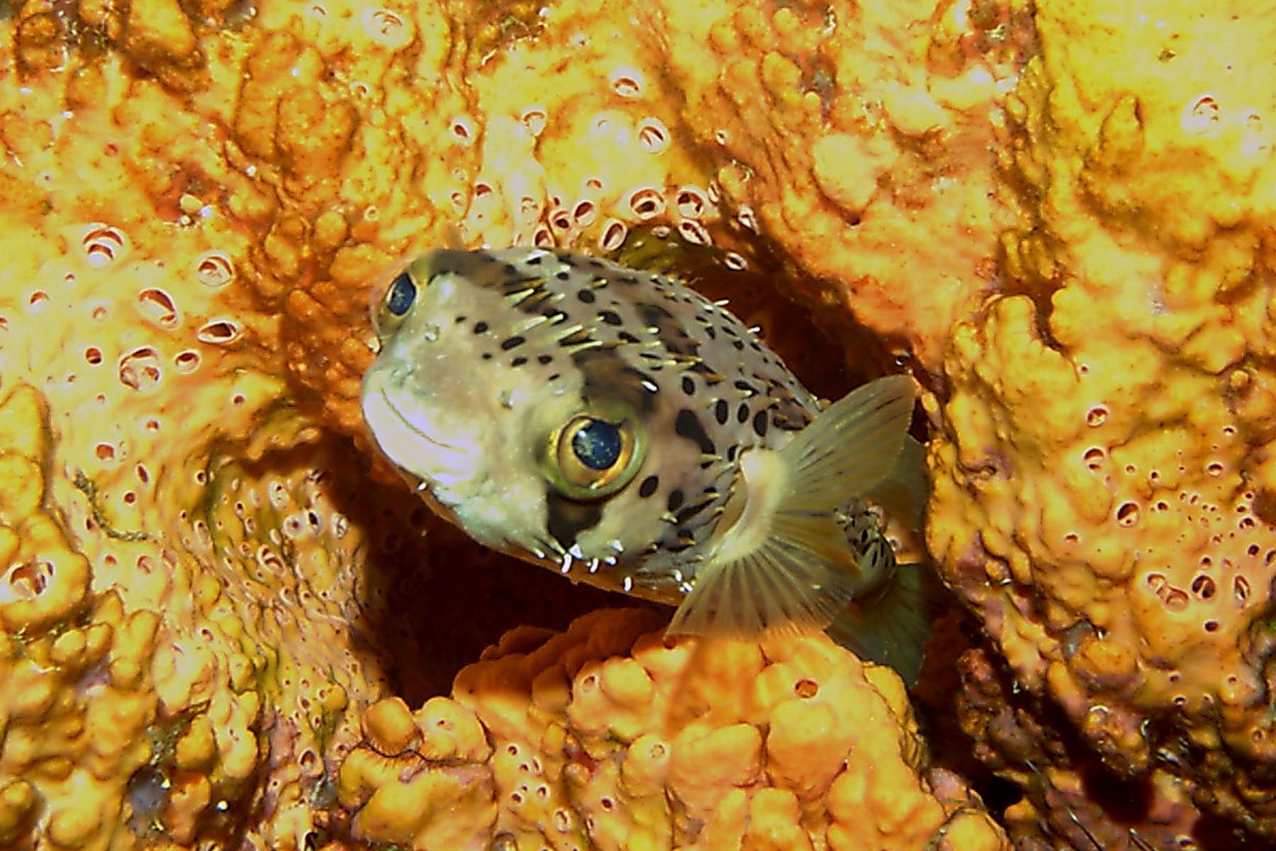 Balloonfish