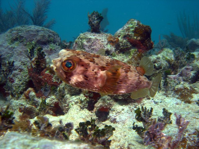 Balloonfish