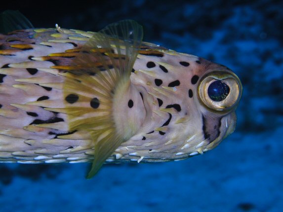 BalloonFish