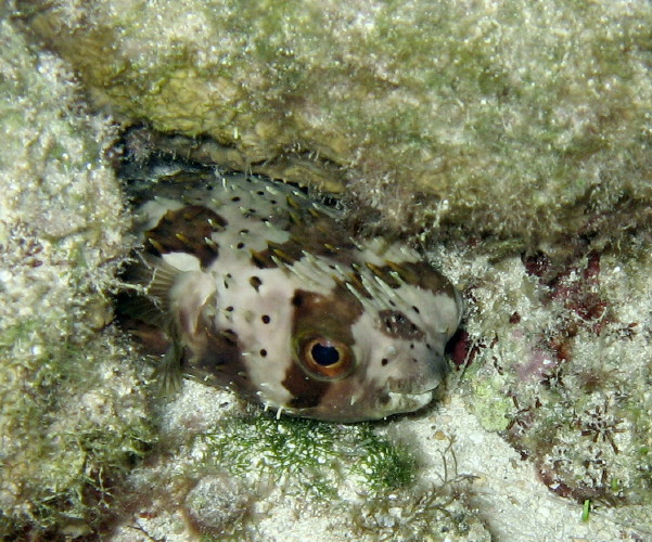 Balloonfish