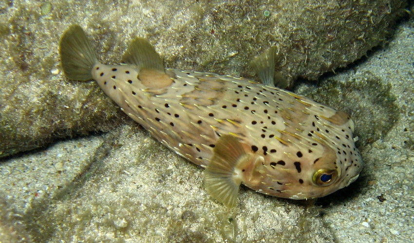 Balloonfish