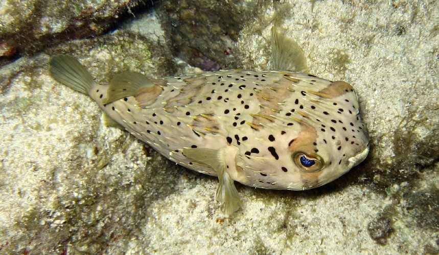 Balloonfish