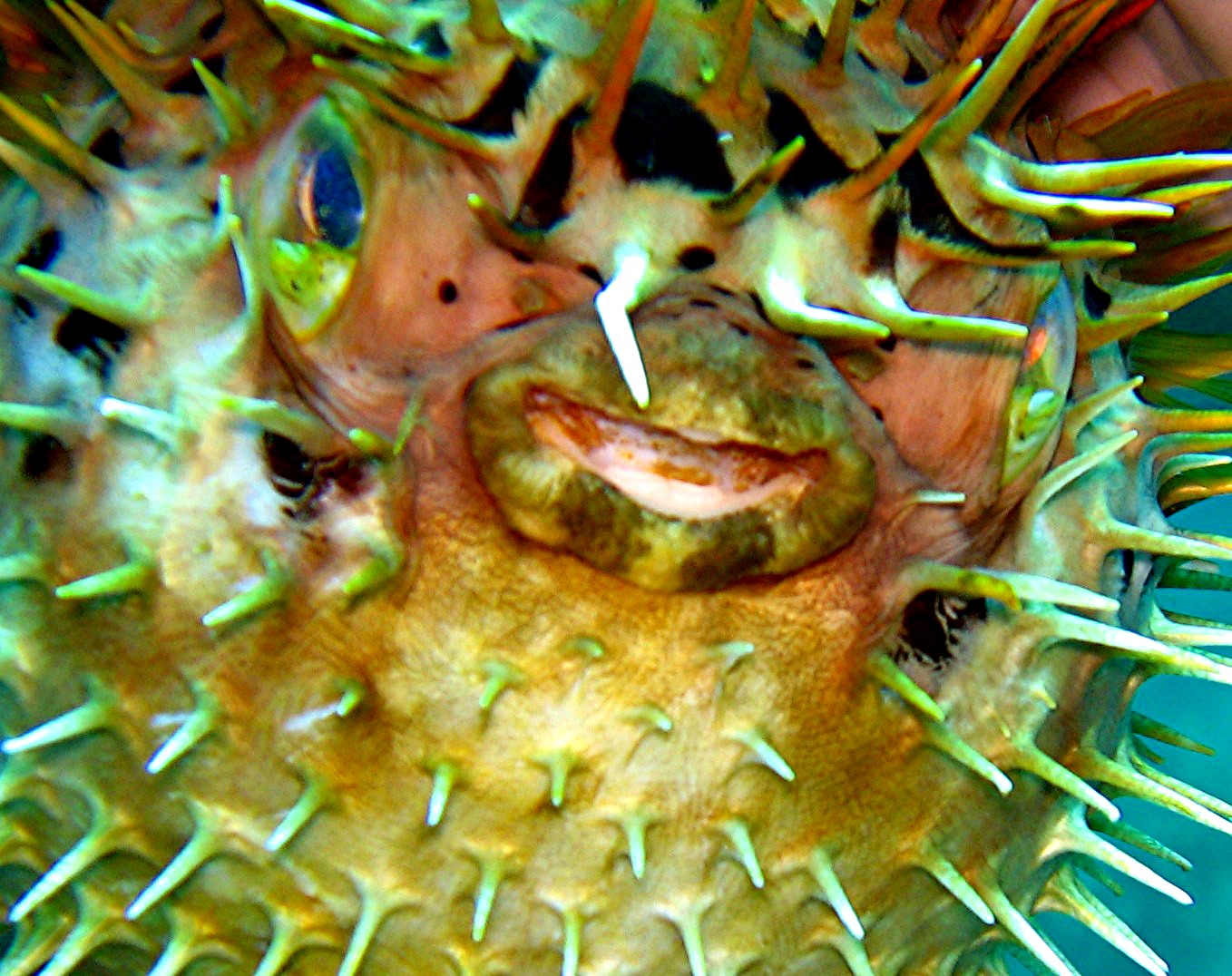 Balloonfish