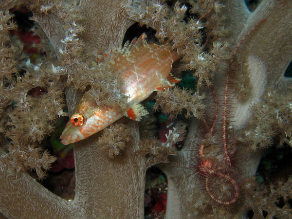 Band Cheek Wrasse