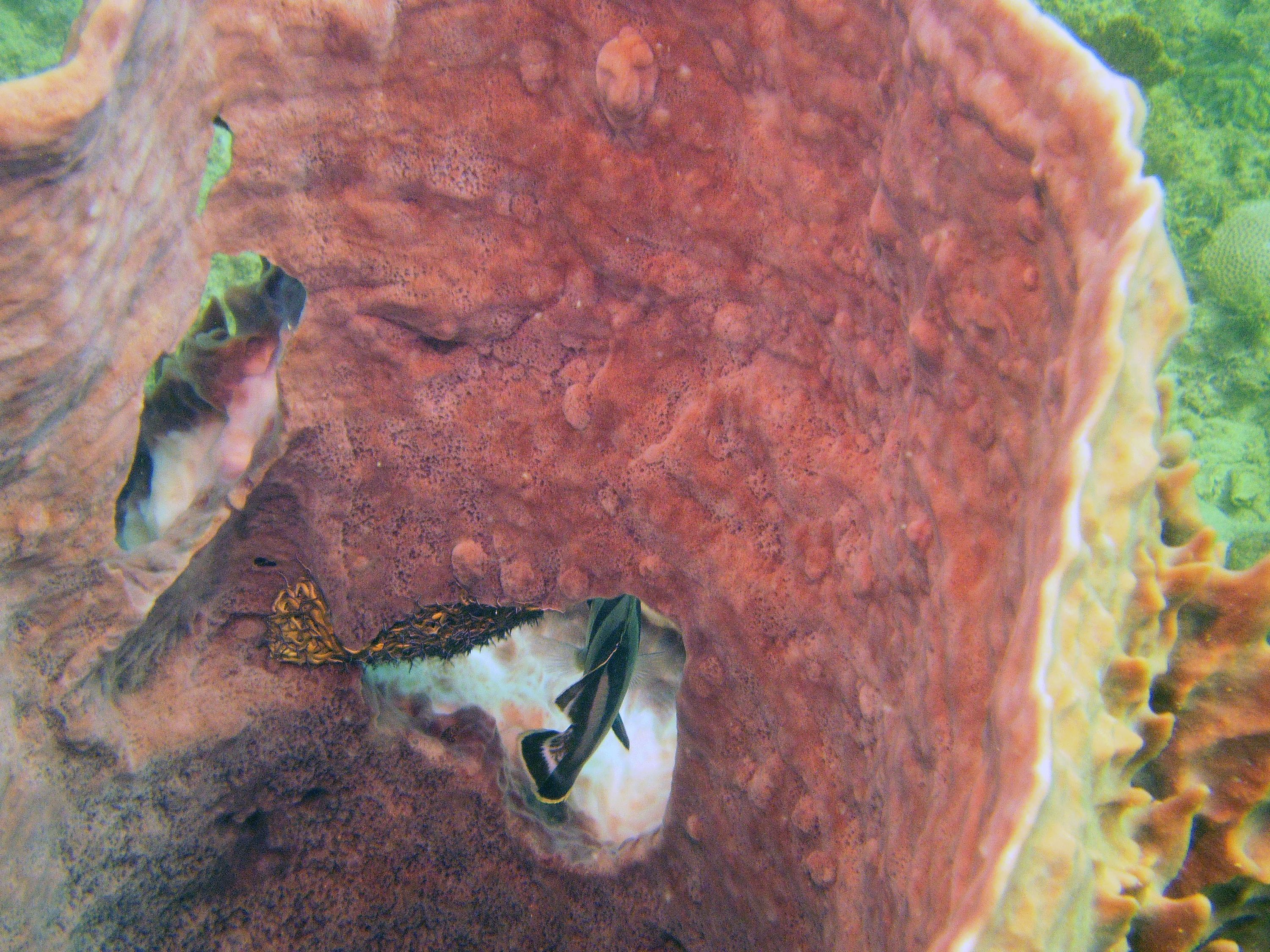 Banded Butteflyfishinside a Barrel Sponge.