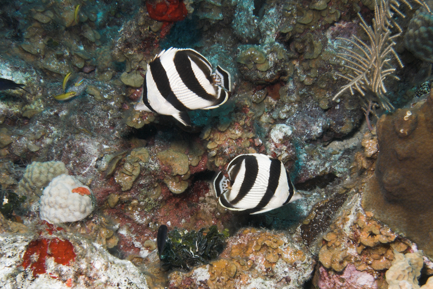 Banded Butterfies