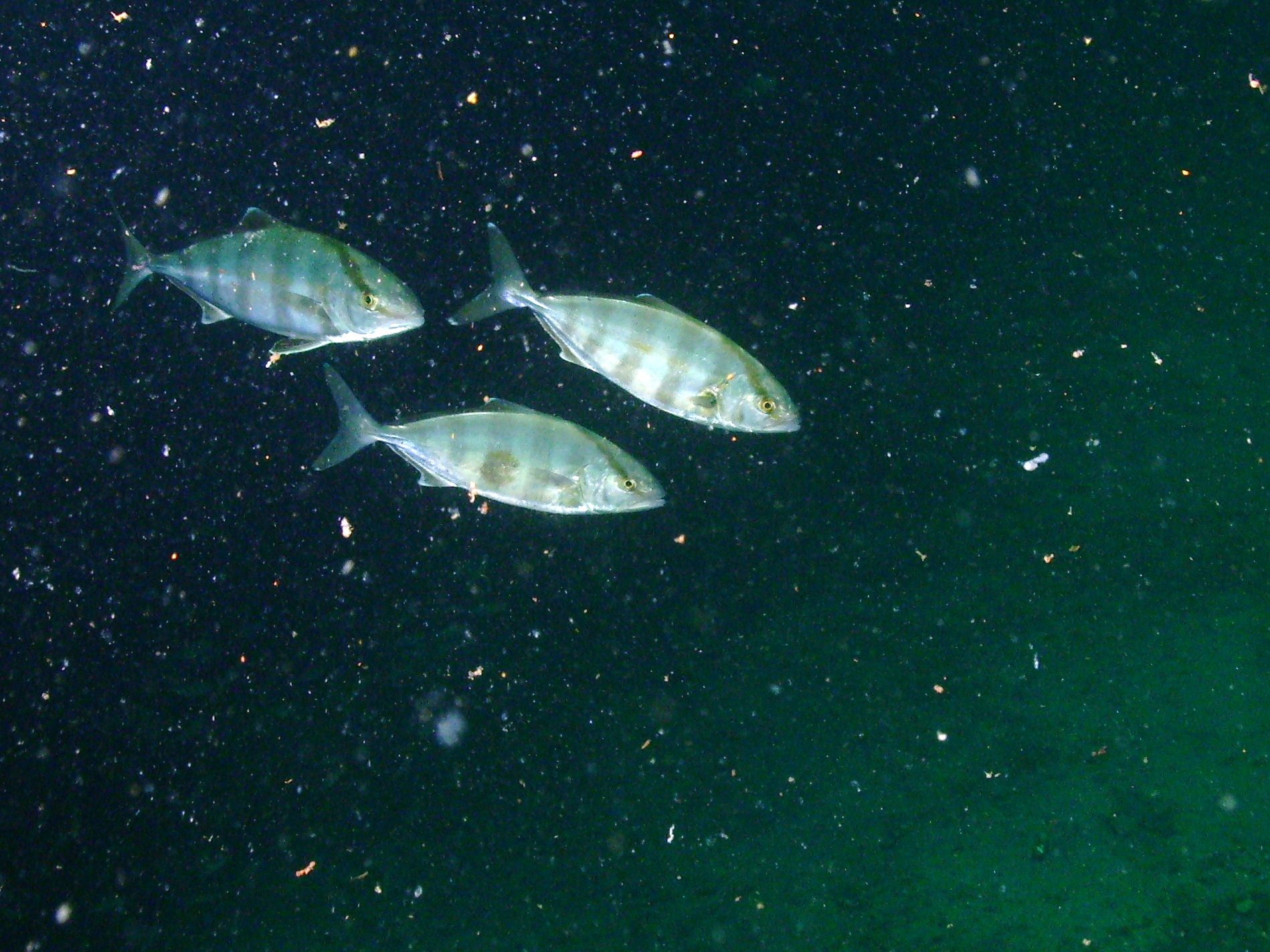 Banded butterfish @ the Red Sea