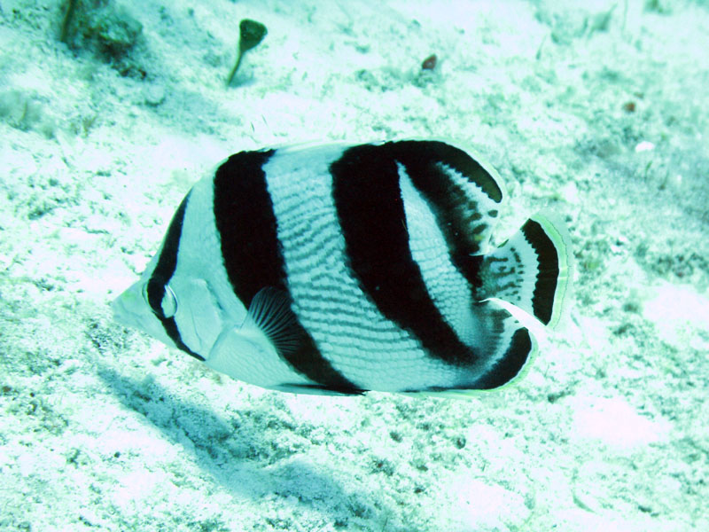 Banded Butterfly Fish