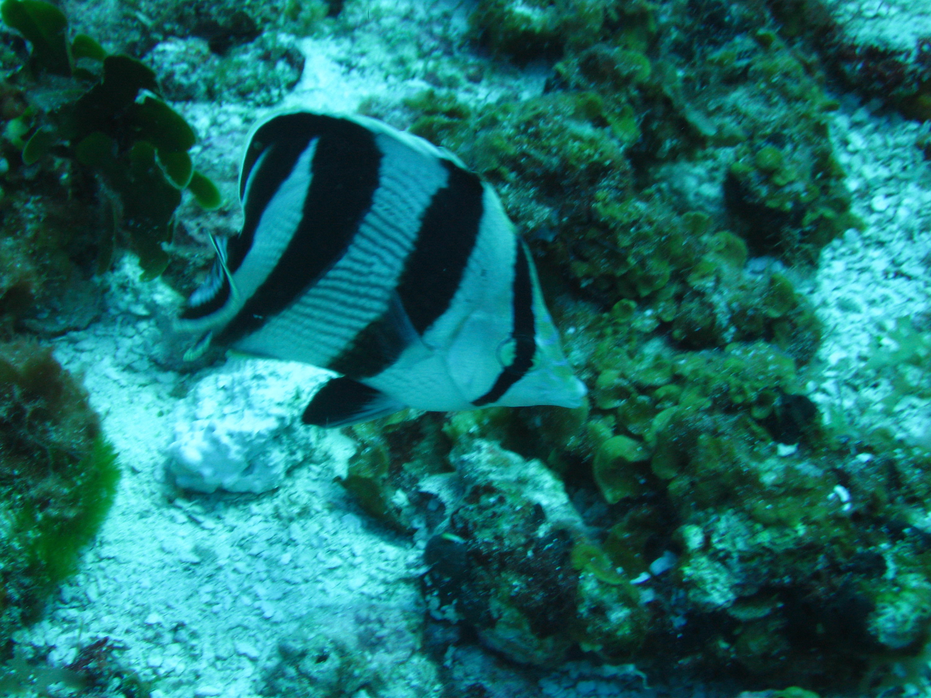 Banded Butterfly