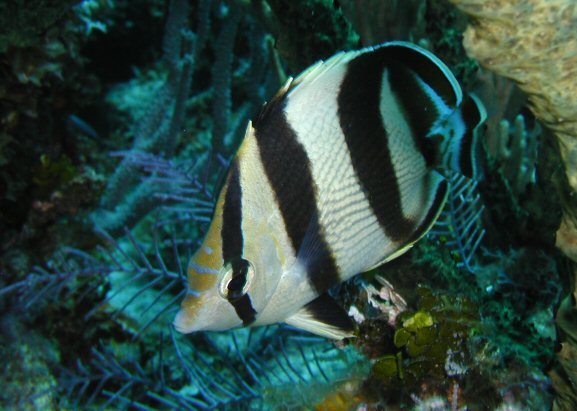 Banded Butterfly