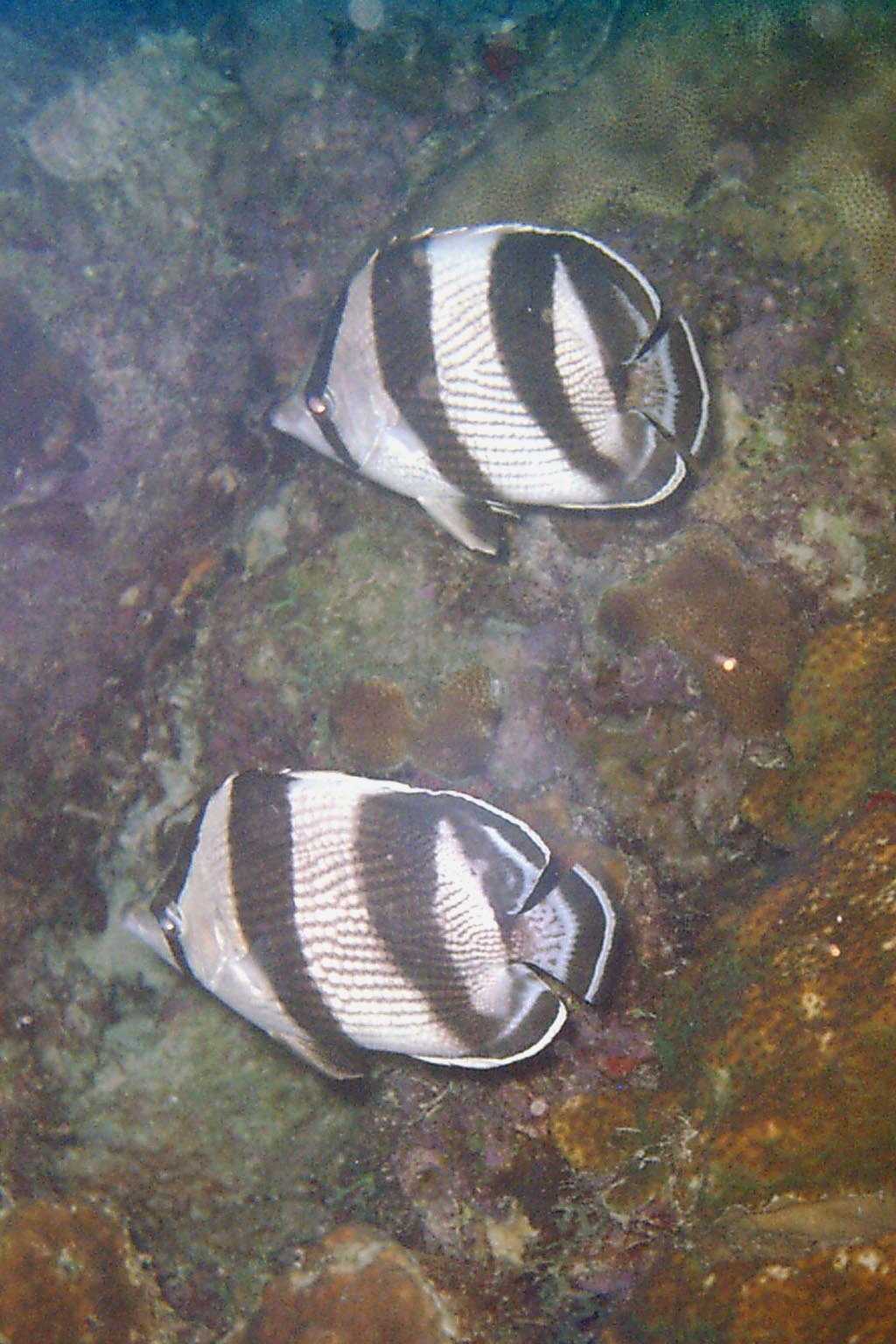 Banded Butterflyfish - Pair