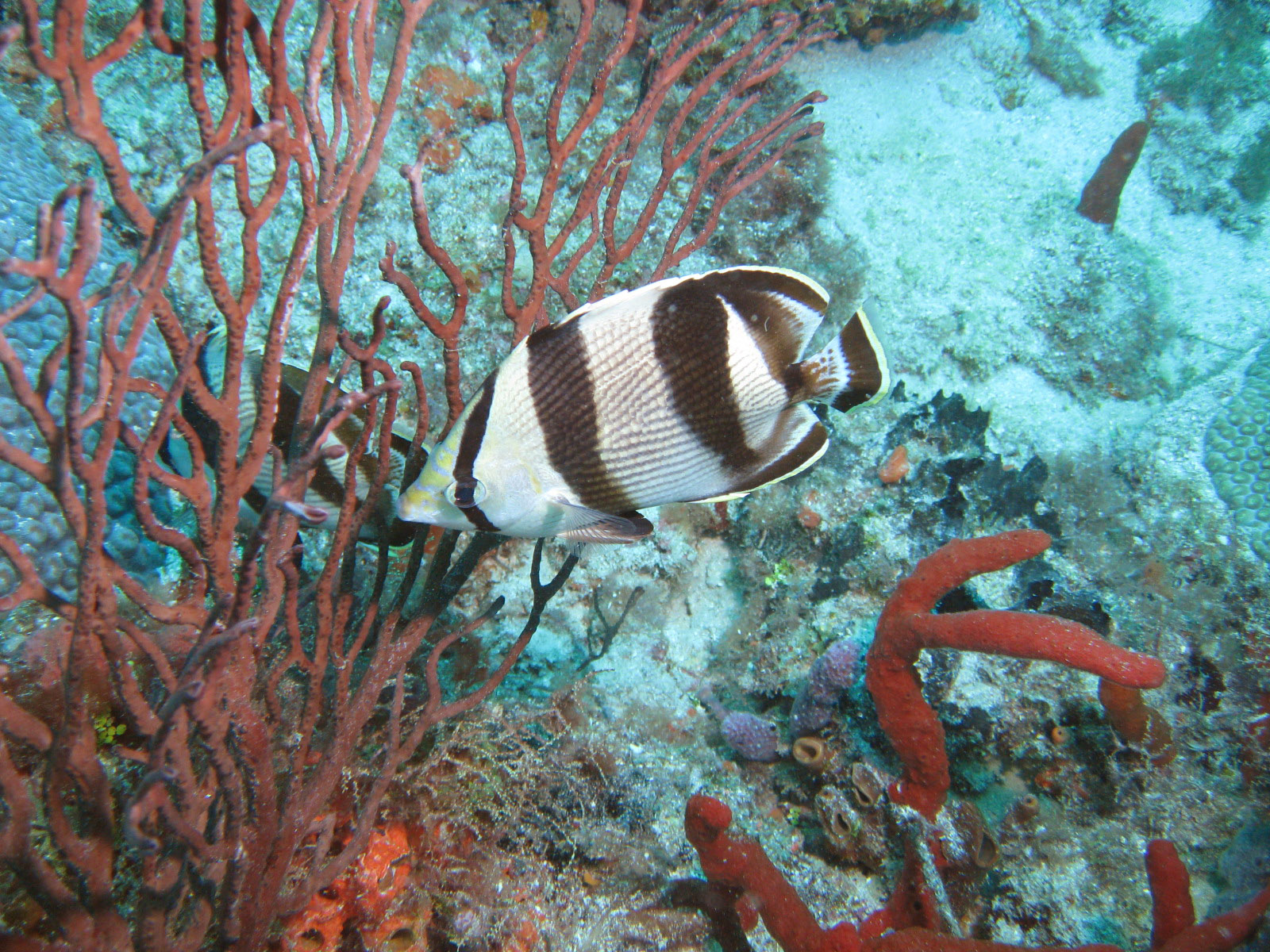 Banded Butterflyfish