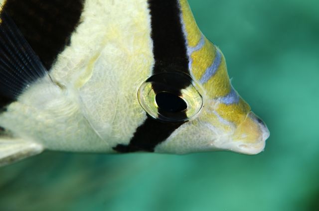 Banded Butterflyfish