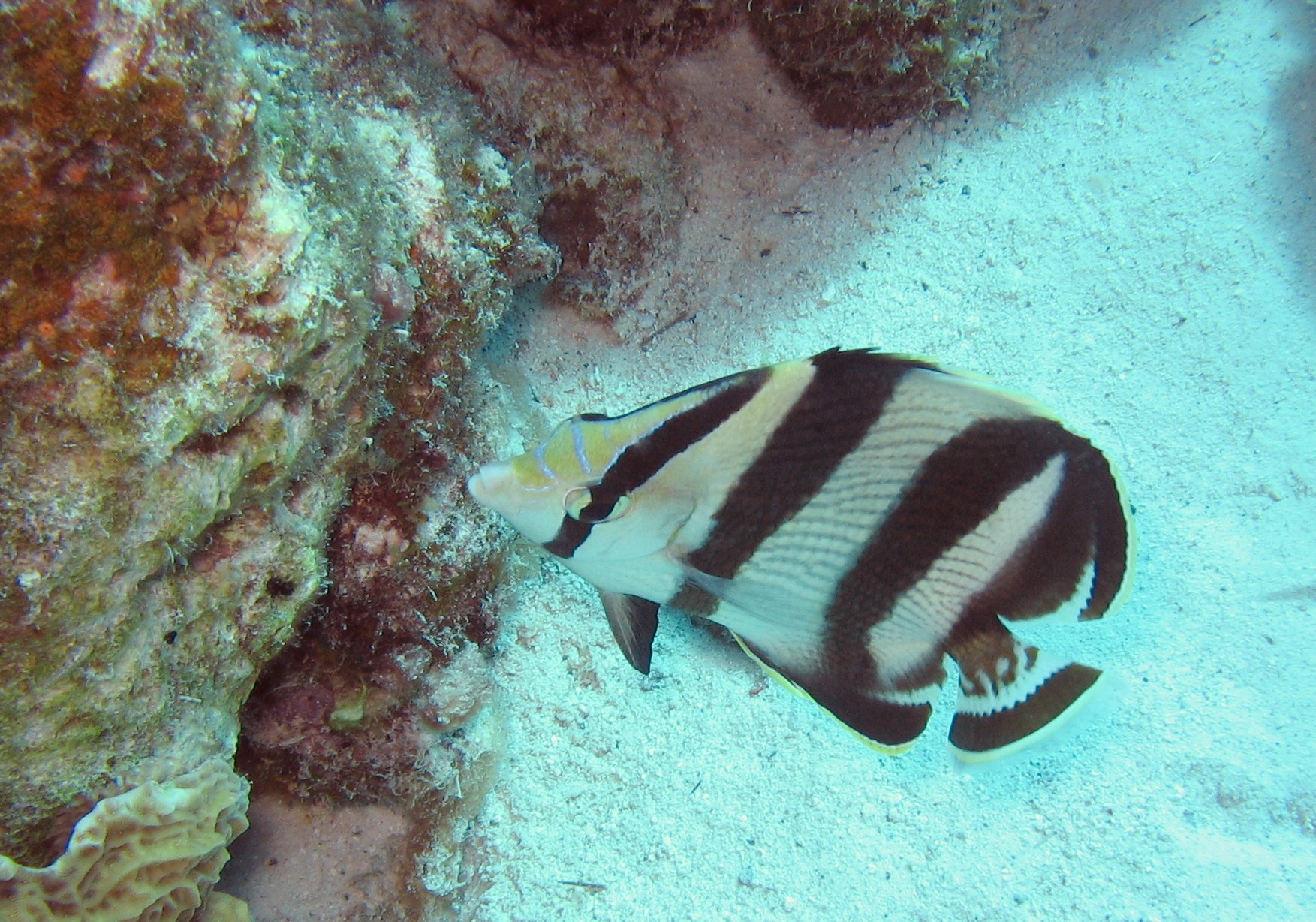 Banded Butterflyfish