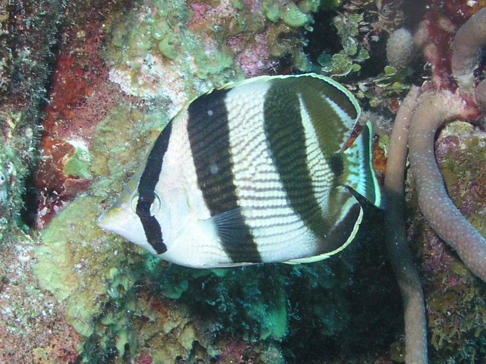 Banded Butterflyfish