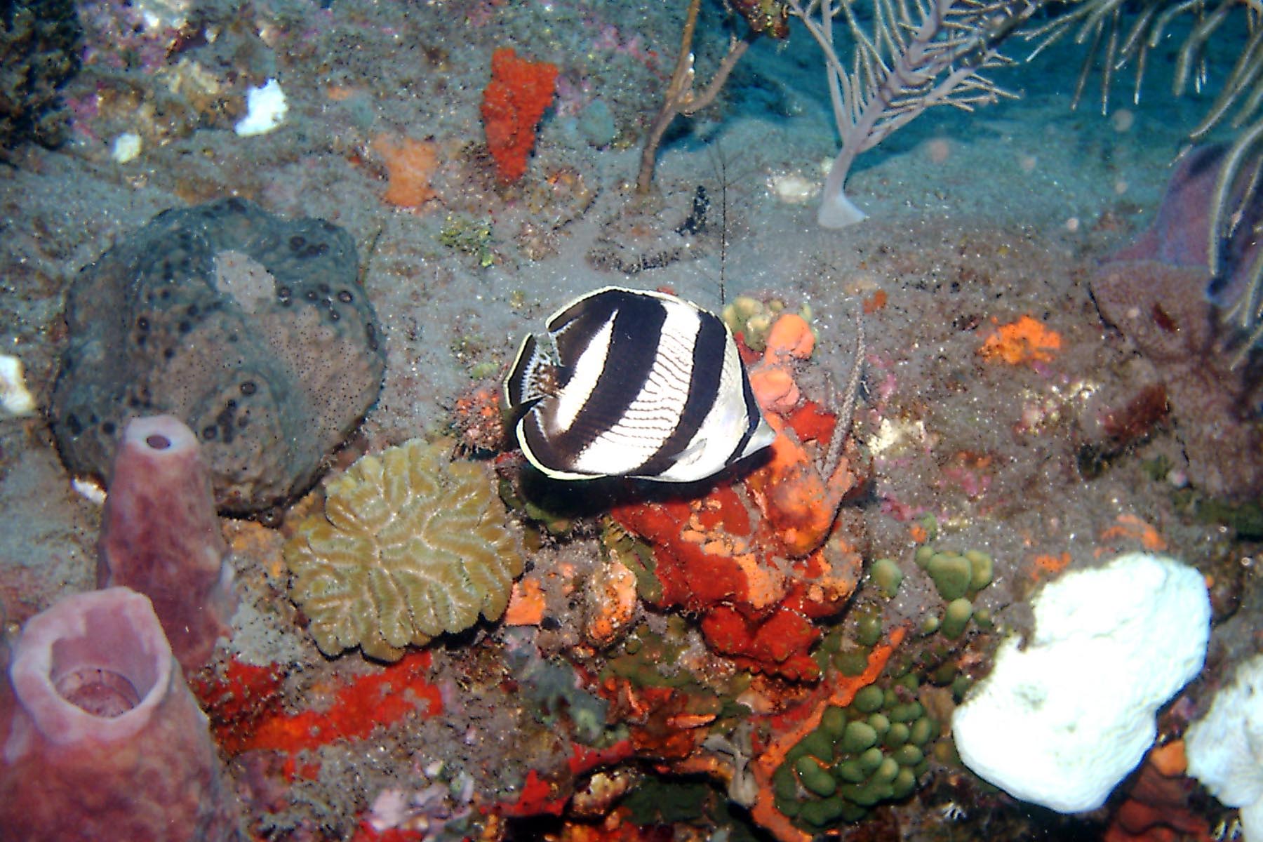 Banded Butterflyfish