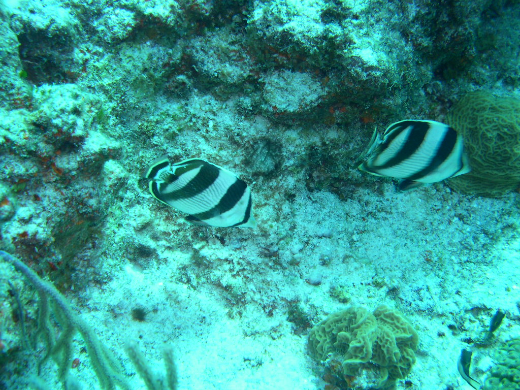 Banded Butterflyfish