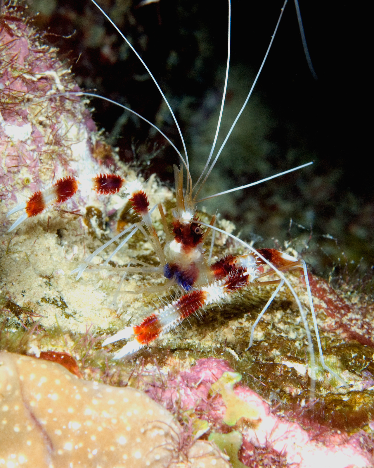 Banded Carpenter Cleaner Shrimp