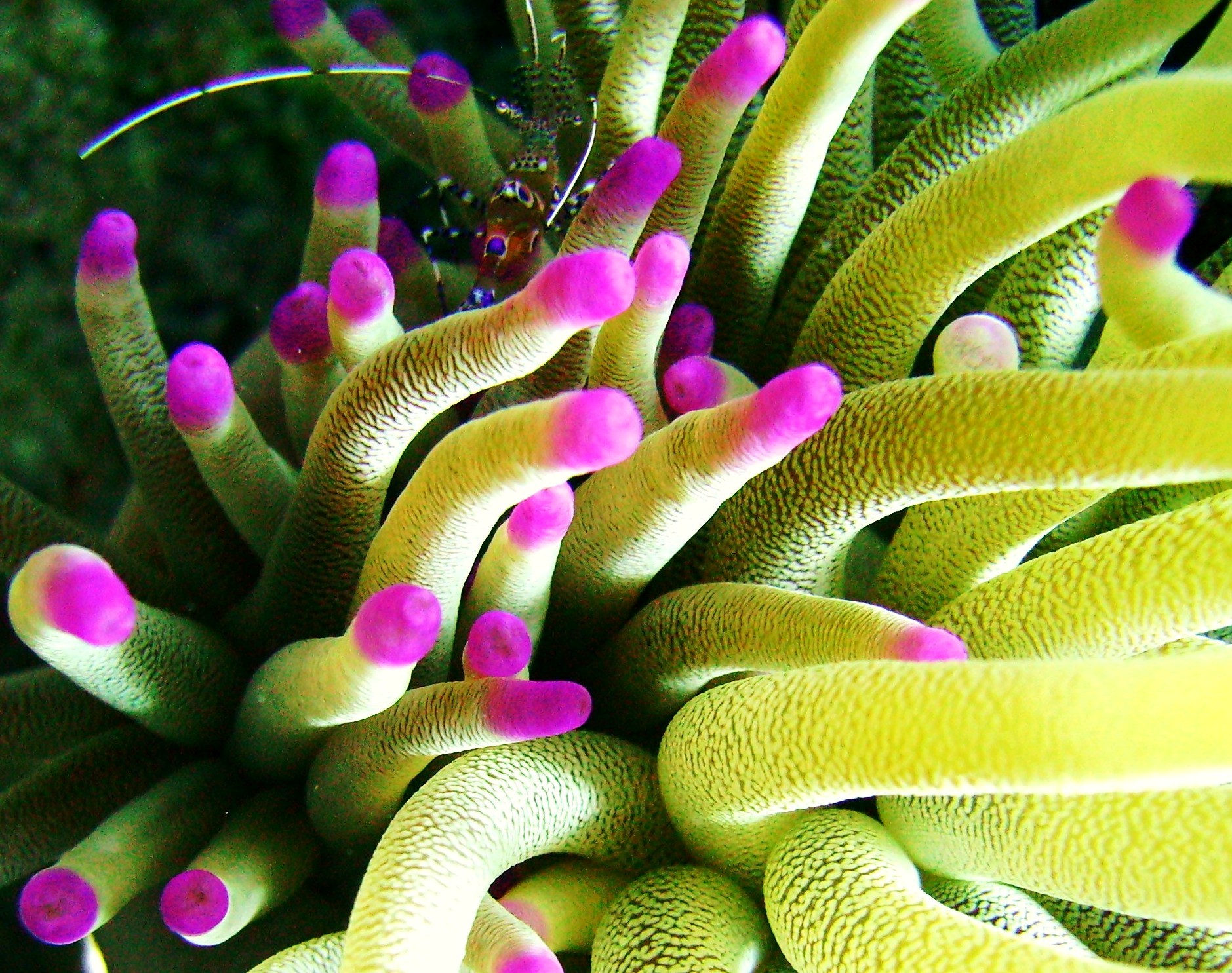 Banded coral shrimp hiding