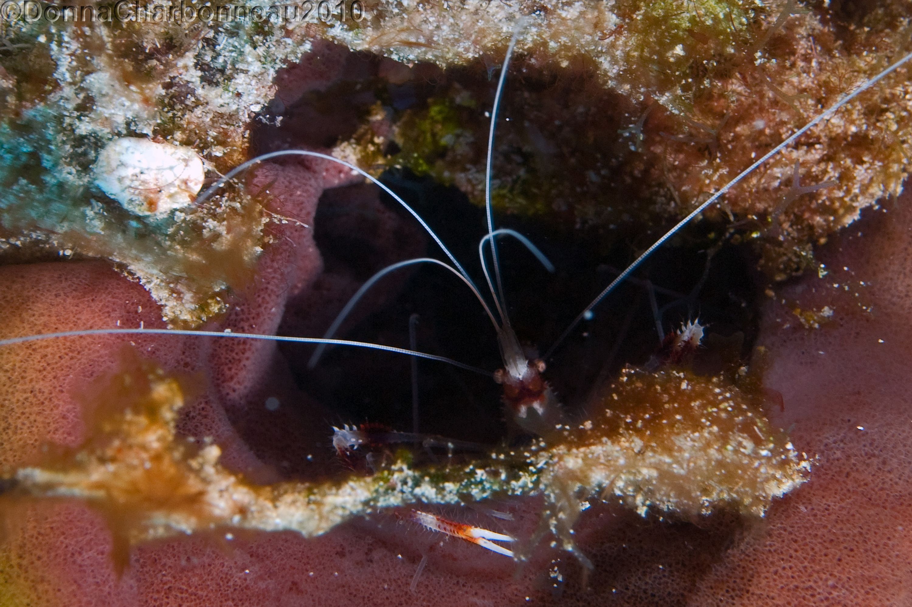 Banded Coral Shrimp in Sponge