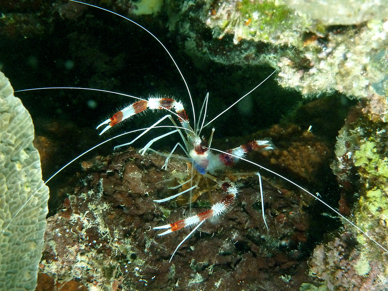 Banded Coral Shrimp: Stenopus hispidus