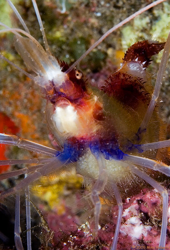 Banded Coral Shrimp with eggs