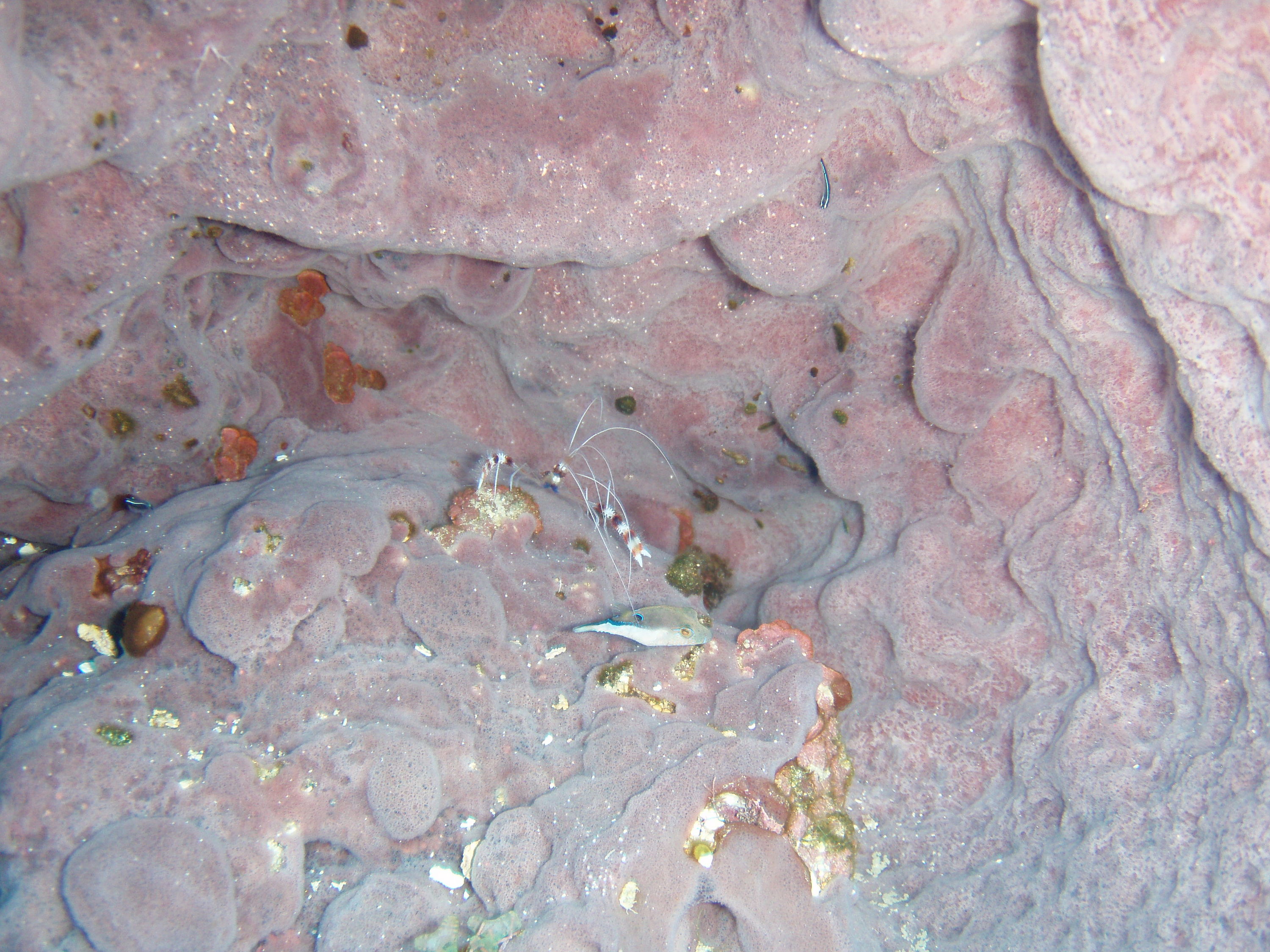 Banded Coral Shrimp